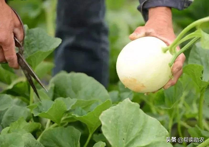 5岁小朋友吃饭狼吞虎咽,4-6岁儿童必吃美食