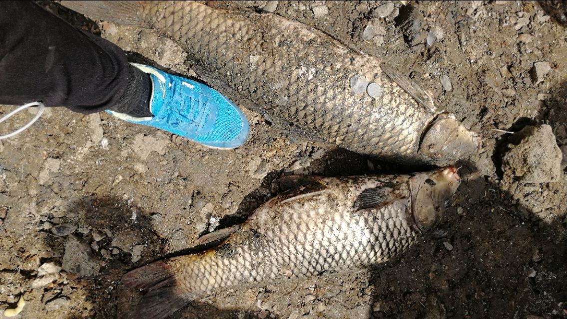 想钓鲤鱼该怎么操作,想钓大鲫鱼怎么钓