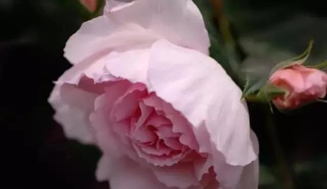 101种玫瑰品种科普你都认识吗,100种玫瑰品种科普你都认识吗