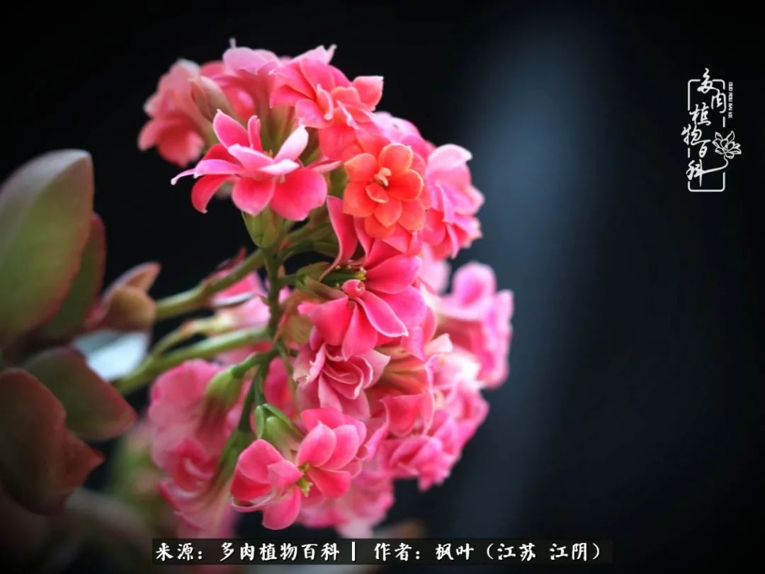 春有约，花不误，多肉与春天有个约会