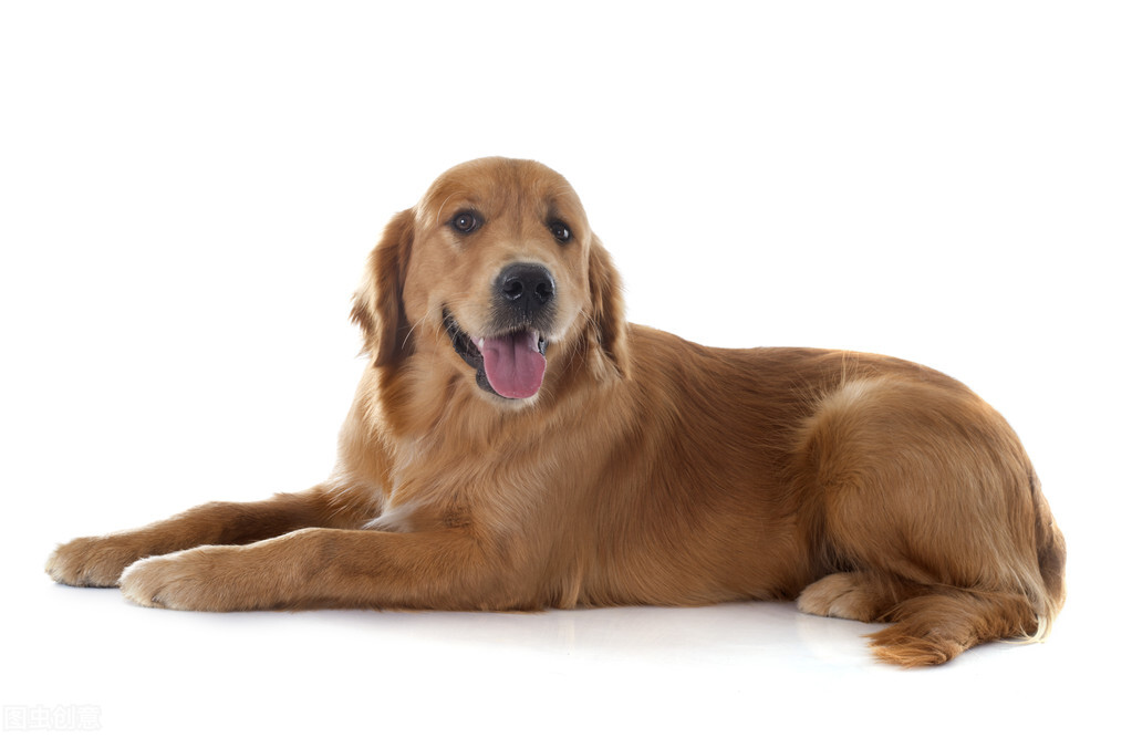 金毛晚上叫不停怎么办,金毛晚上爱叫