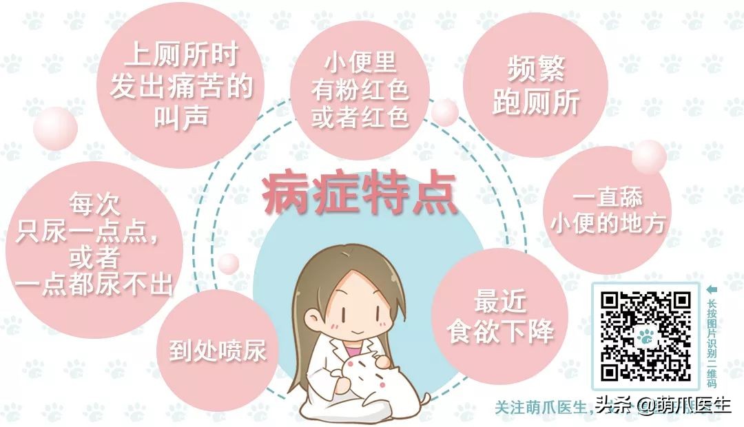 猫咪不铲屎有什么后果,猫咪不喝水不尿尿尿血