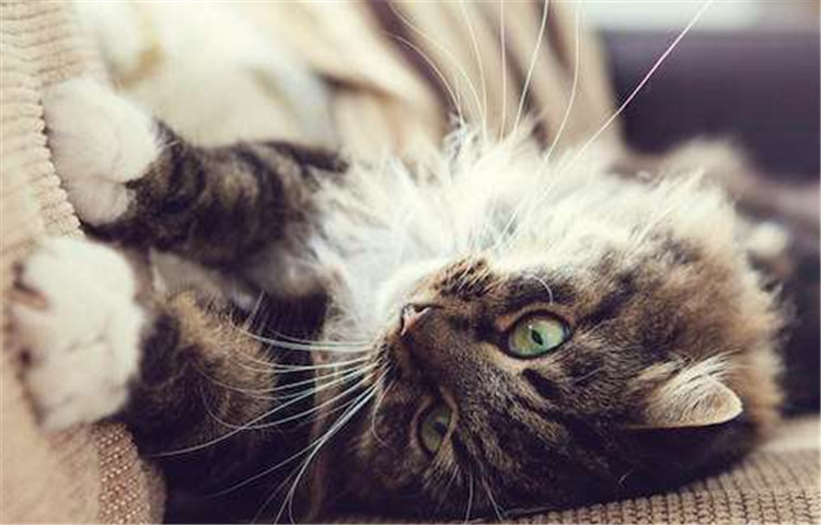 怎么教会猫咪使用猫抓板,释放小猫咪天性