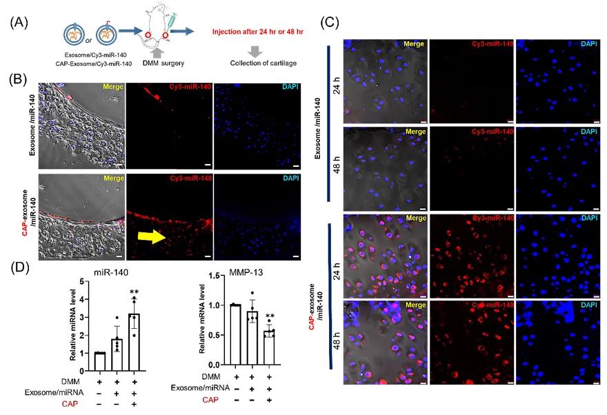 外泌体靶向细胞再生疗法,外泌体靶向药