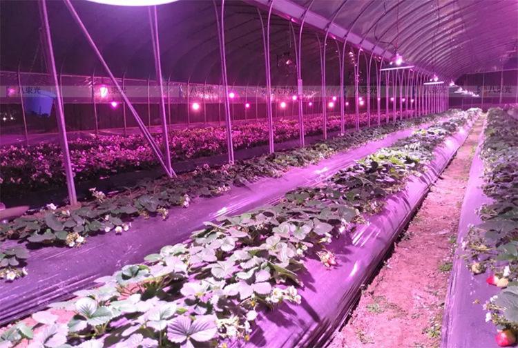 大棚草莓补光最佳方法,草莓生长用什么灯补光