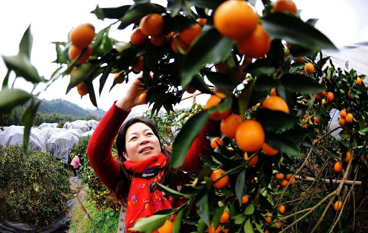 家门口种什么花果树好,家里种的水果树有哪些