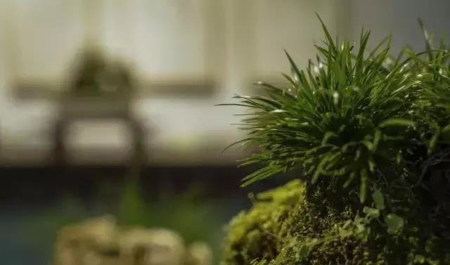 禅意浓浓的菖蒲盆景,最有禅意小绿植是菖蒲