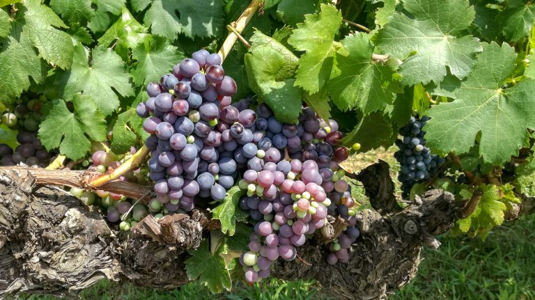 西班牙葡萄酒系列,西班牙葡萄酒大全