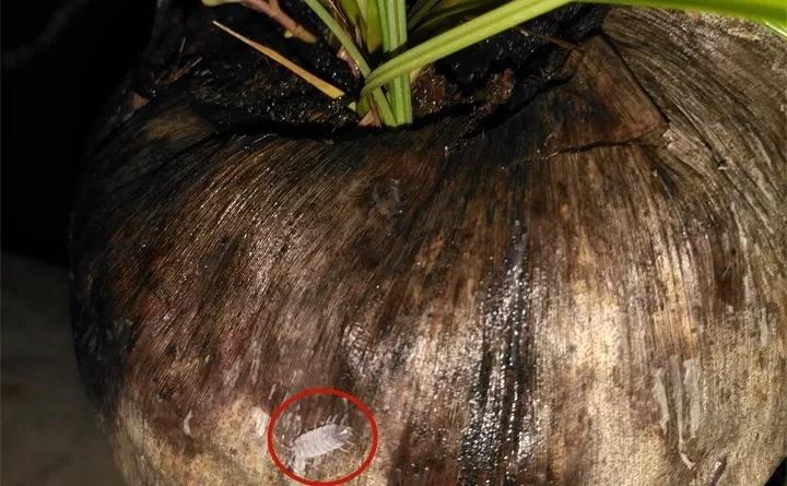 养花的虫害分类及防治,养花如何预防虫害视频教程