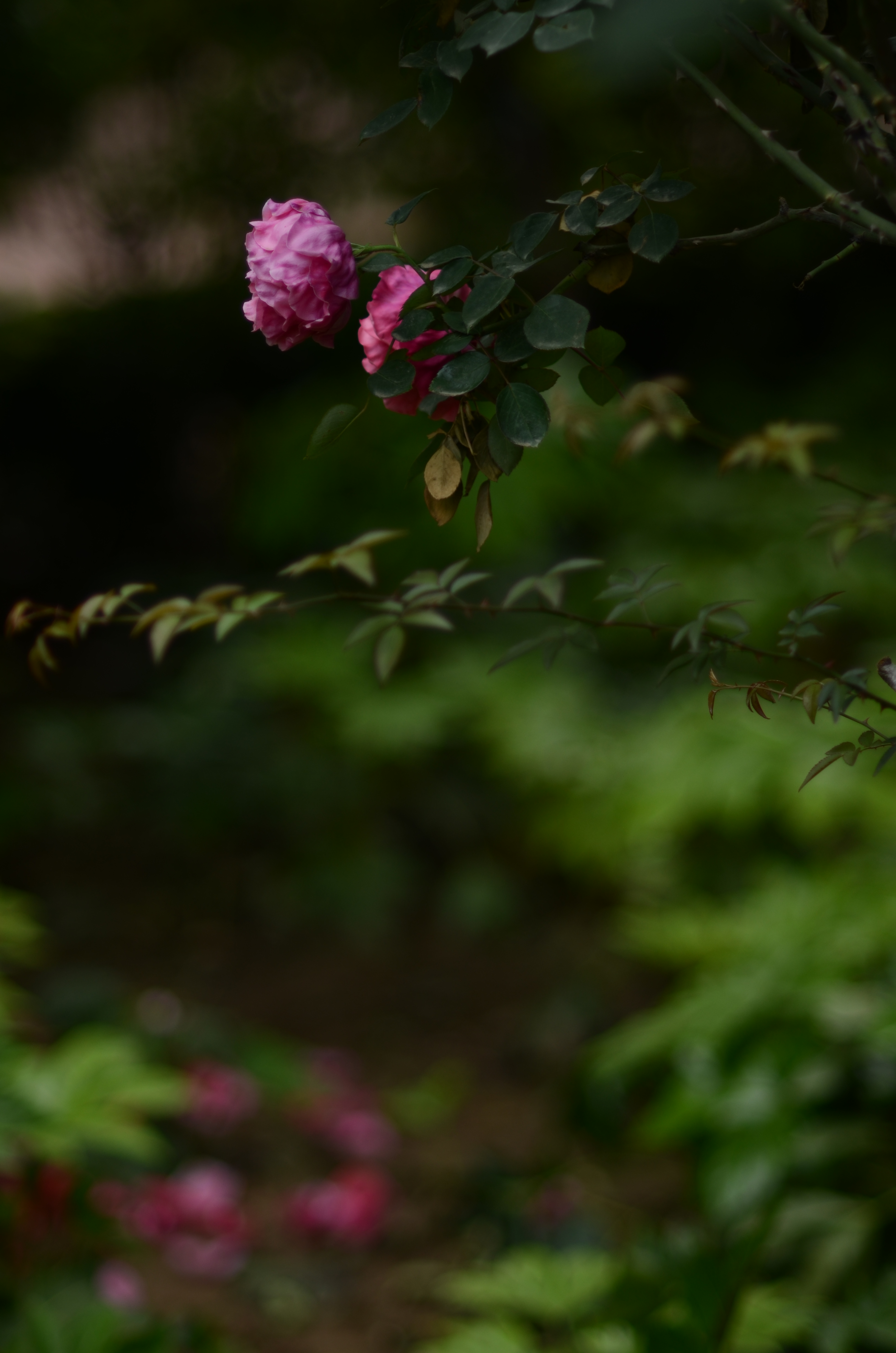 人像风景定焦镜头推荐,人像镜头拍花