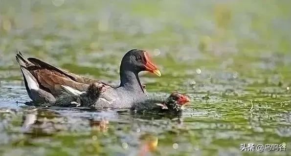 看图识鸟图片及答案,看图识鸟软件哪个好用
