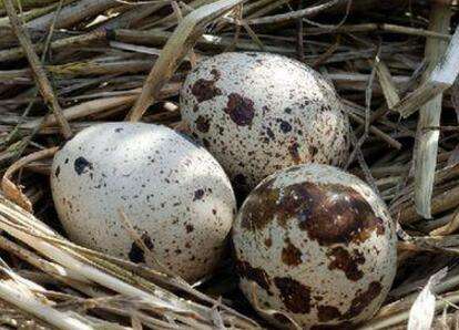 鹌鹑饲养需要喂药吗,饲养鹌鹑给他吃什么