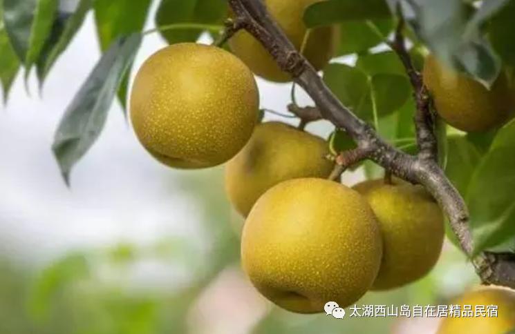 苏州东山岛旅游攻略住宿,苏州西山岛旅游攻略自由行