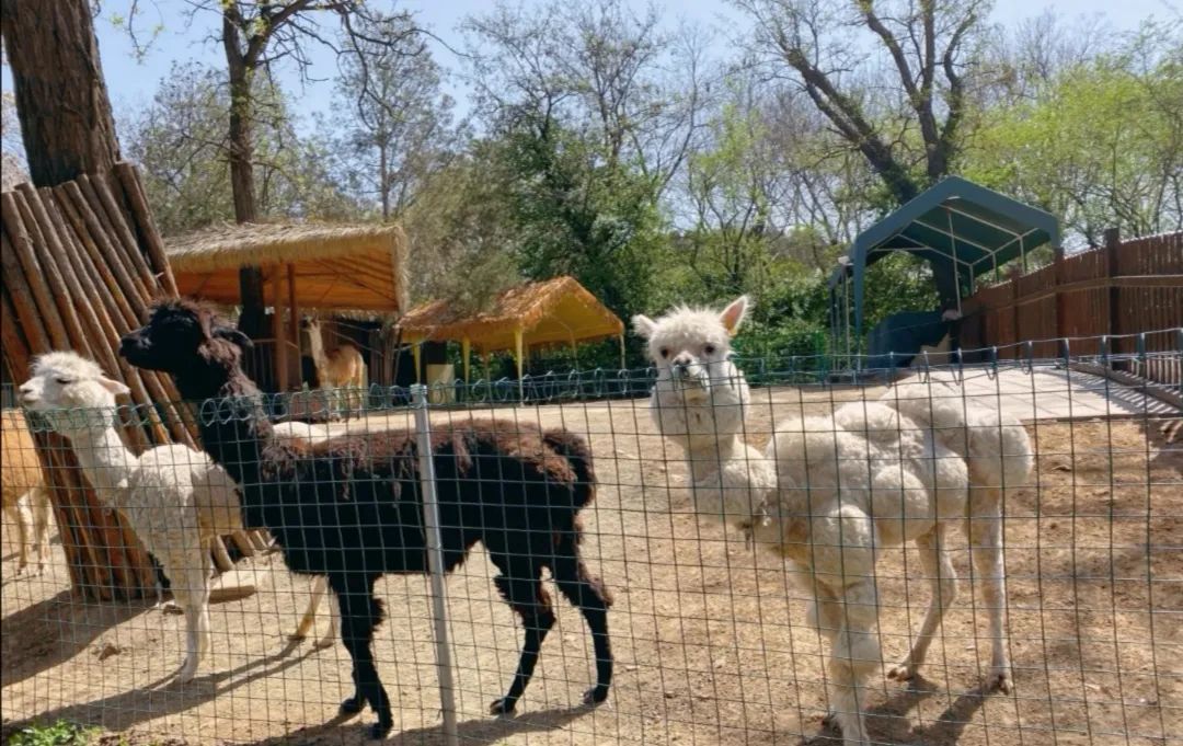 济南动物王国一日游详细攻略,济南一日游动物园