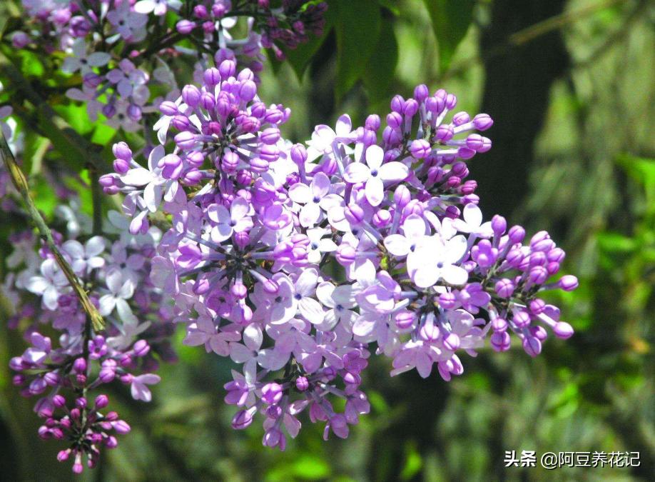 木樨科的花花“真乖”,一朵朵开花不断,越来越爱