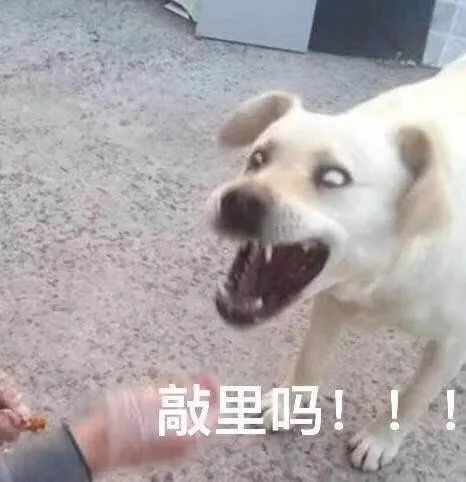 买狗不能说的话你踩坑了吗,为什么狗市买的狗说活不过三个月