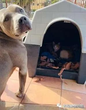 比特犬把哈士奇按在地上,比特犬把小崽叼给主人视频