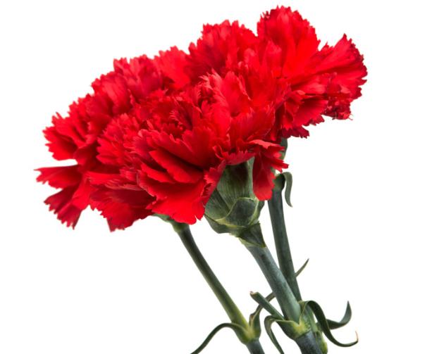 母亲节为什么要送康乃馨,母亲节33朵康乃馨什么寓意