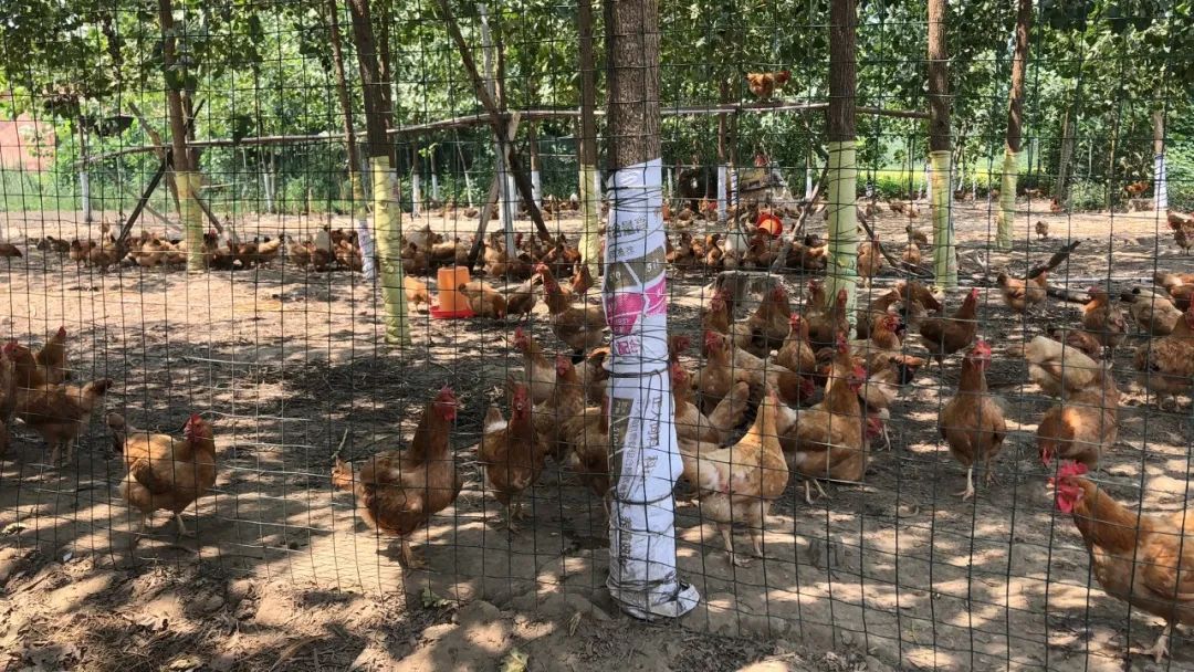 快递小哥建社区微信群,日卖2万枚土鸡蛋