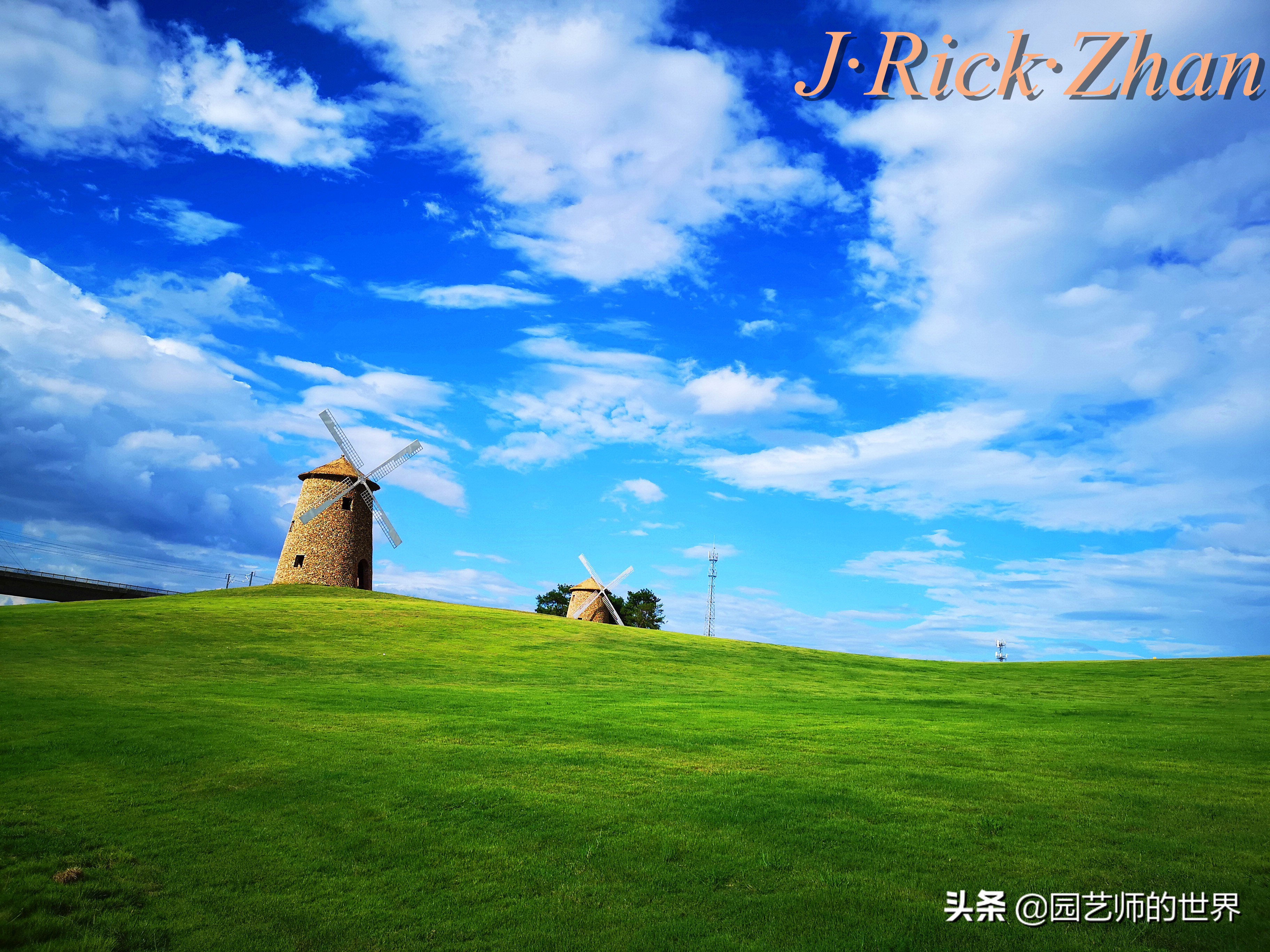 高尔夫果岭草坪家庭院子种植,麦冬草坪种植方法和注意事项