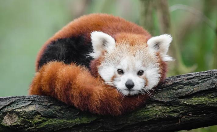 世界上最可爱的10种动物,世界上十种最可爱的动物