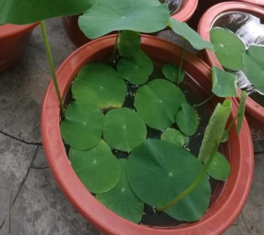 我家的江南风光，小小碗莲，自在清香淡雅，真的好看极了