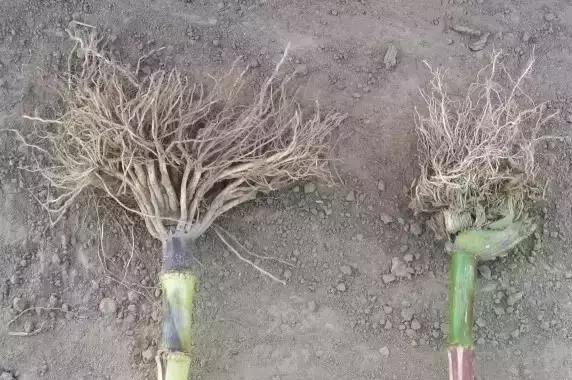 玉米苗后除草剂药害怎么解,玉米苗后除草剂药害特征