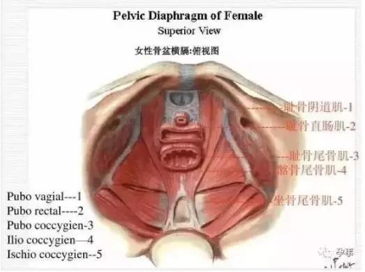 产后4个月胯骨疼翻身困难,产后四个月做臀桥耻骨疼