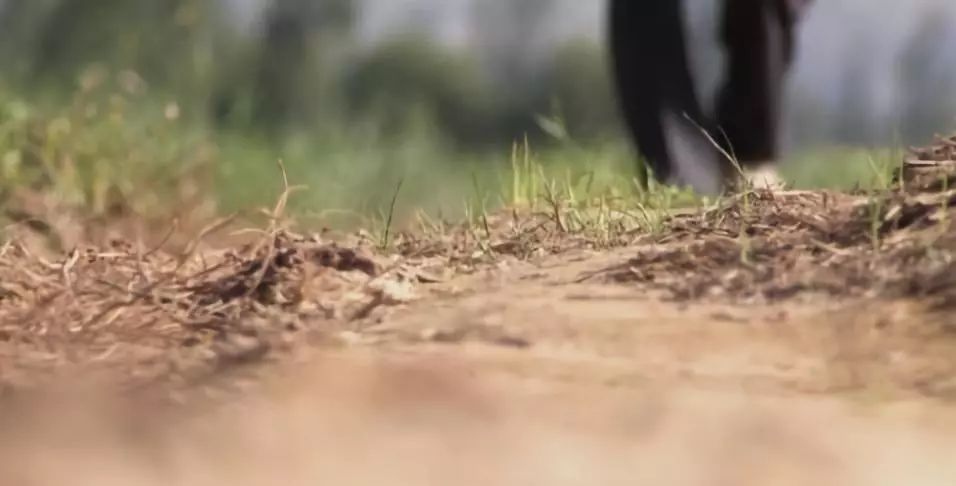 农村种植3亩地一年的利润,盐碱地变致富田
