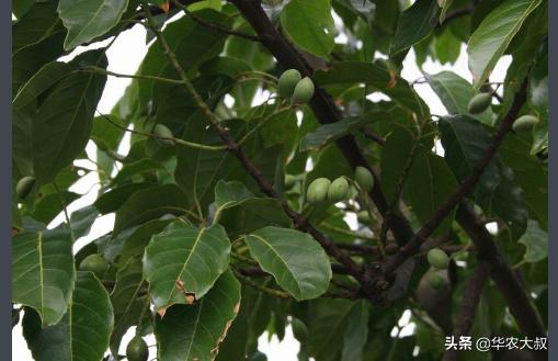 小叶油橄榄与大叶油橄榄的区别,橄榄油的橄榄跟普通橄榄区别