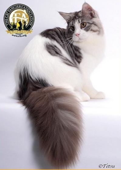 温柔的巨人猫视频,温柔的巨人布偶猫