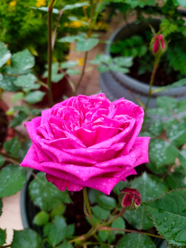 自制花架省钱又漂亮,自制花架全部教程