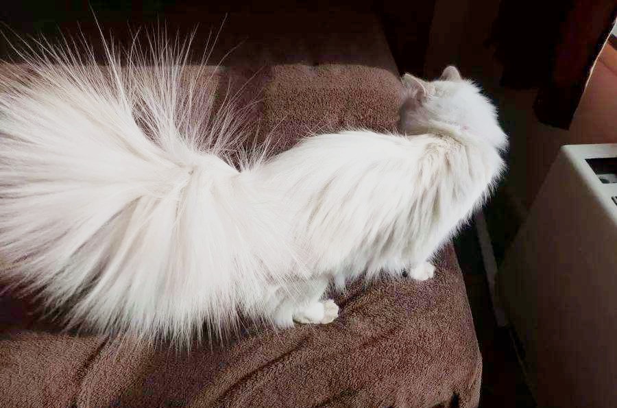 地毯清洁小技巧,地毯清洁四种方法