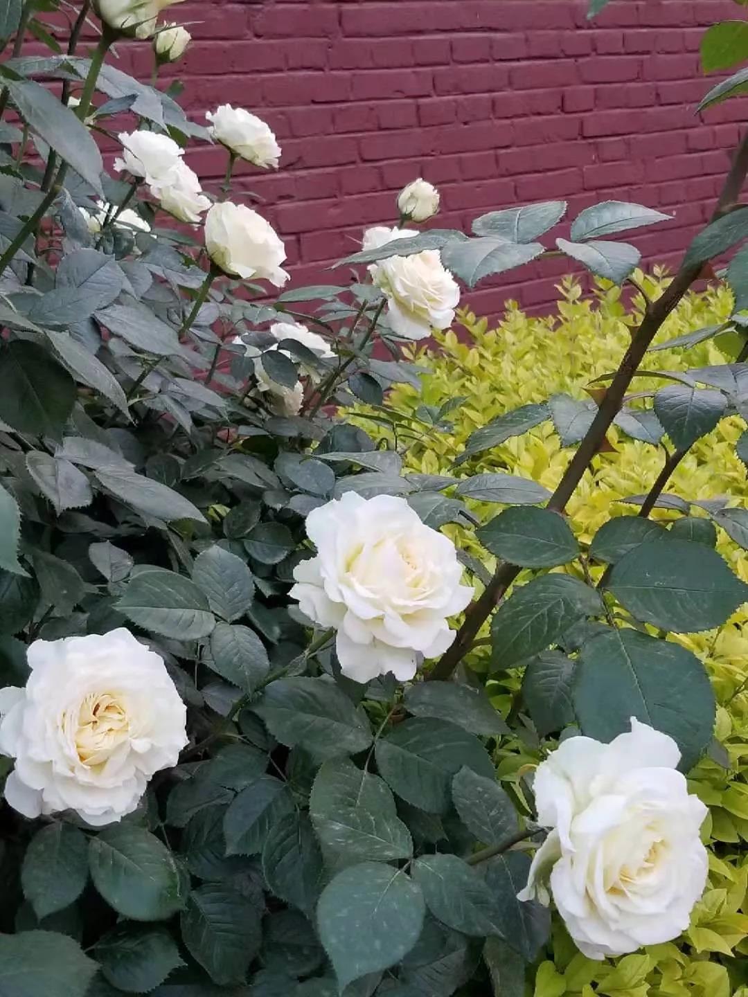 鐪熷亣鍏富浣犺兘鍒嗚鲸寰楀嚭鏉ュ悧,鑻卞浗濂崇帇鐜懓