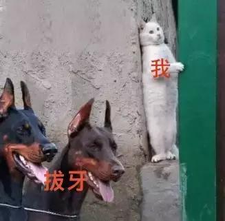 拔智齿痛到怀疑人生,拔了智齿痛的怀疑人生