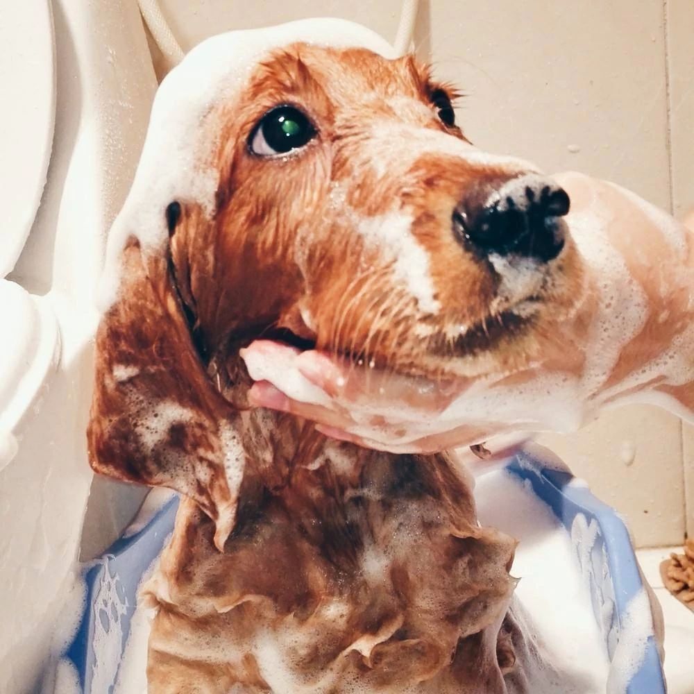 一定要和养狗的人做朋友吗,就喜欢和志同道合的人做朋友