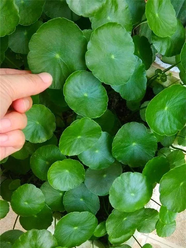 花卉叶子喷什么水好,什么溶液喷花卉叶子最好