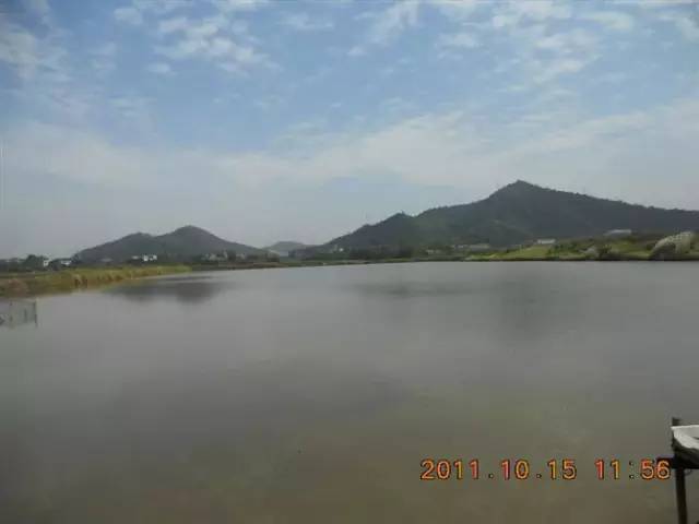 湖南最好的锦鲤养殖基地,湘潭锦鲤养殖