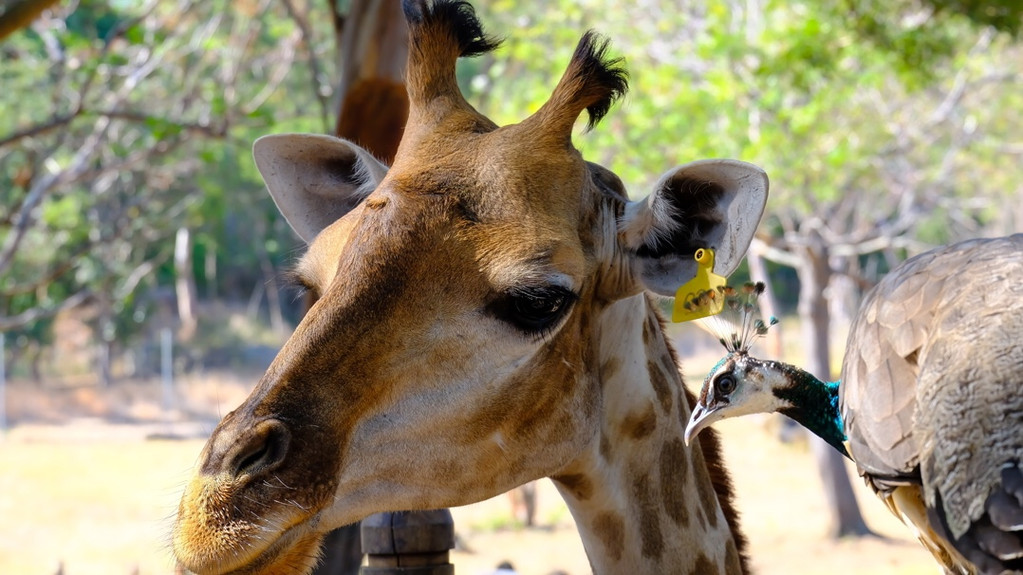 毛里求斯陈小春,毛里求斯马克吐温
