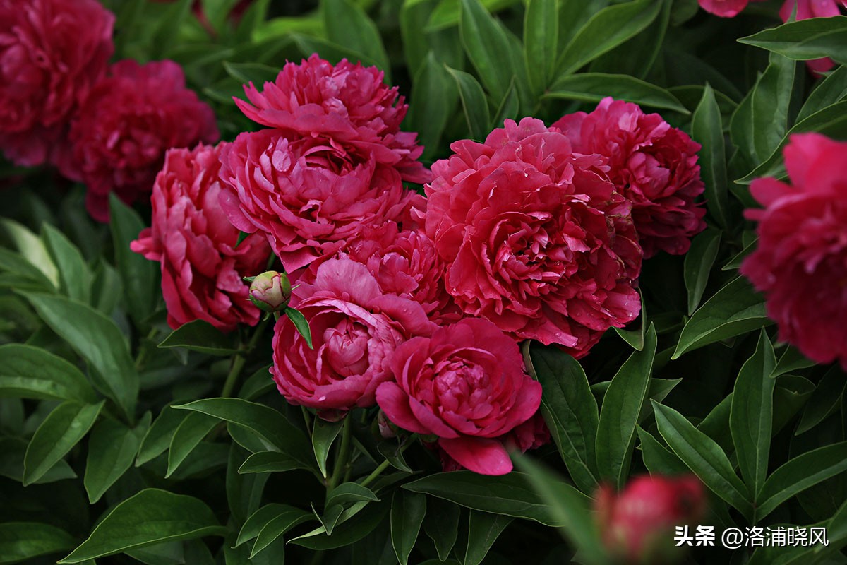 大院绿化的回忆——顺便看看院里的芍药定个究竟有多少种？