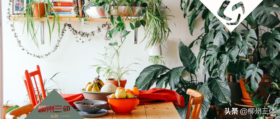 柳州三体|吴彦祖竟是常客！这家素食餐厅为何拥有这“魔力”？