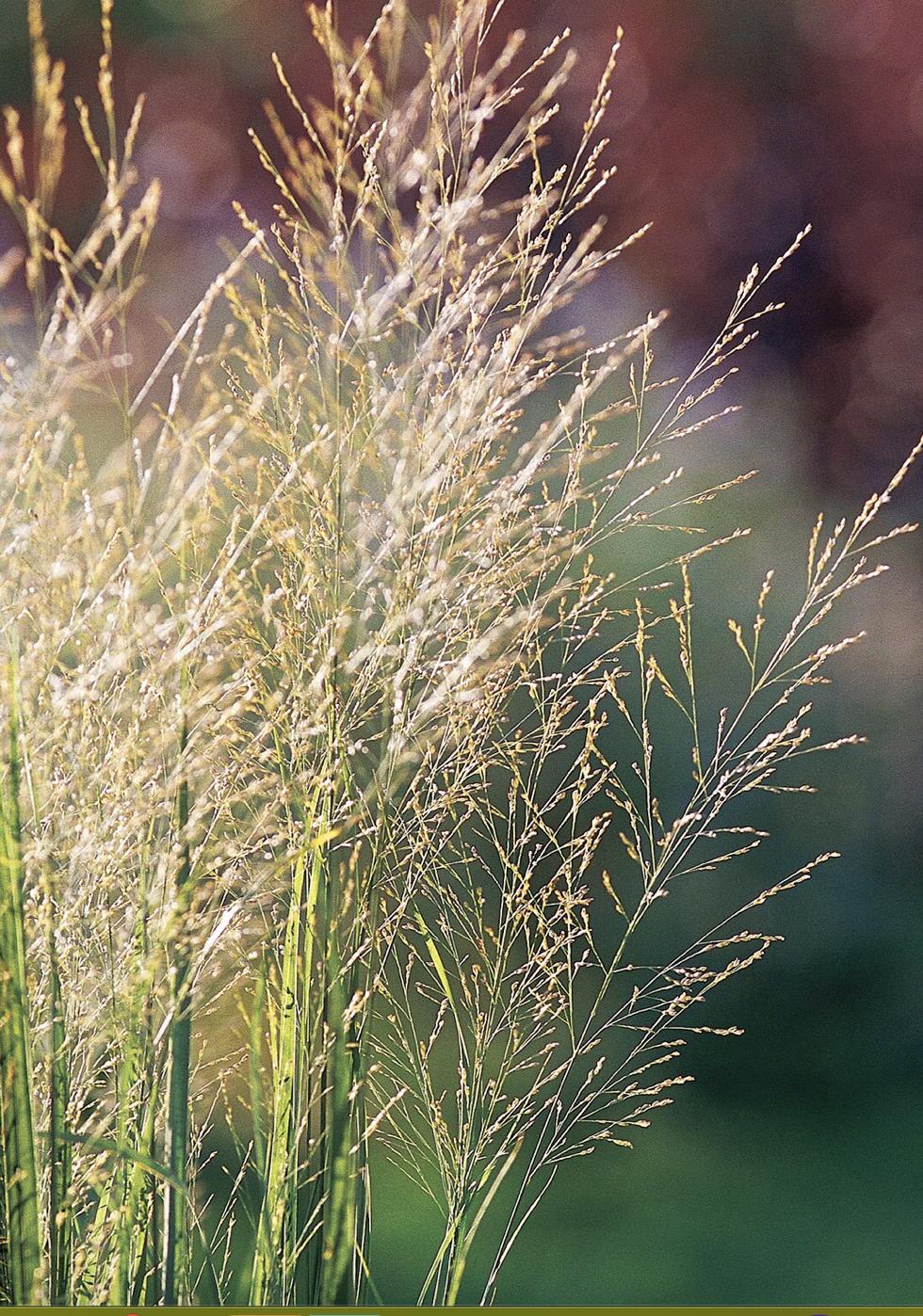 既能净化空气又美观的植物,10种好看的花卉