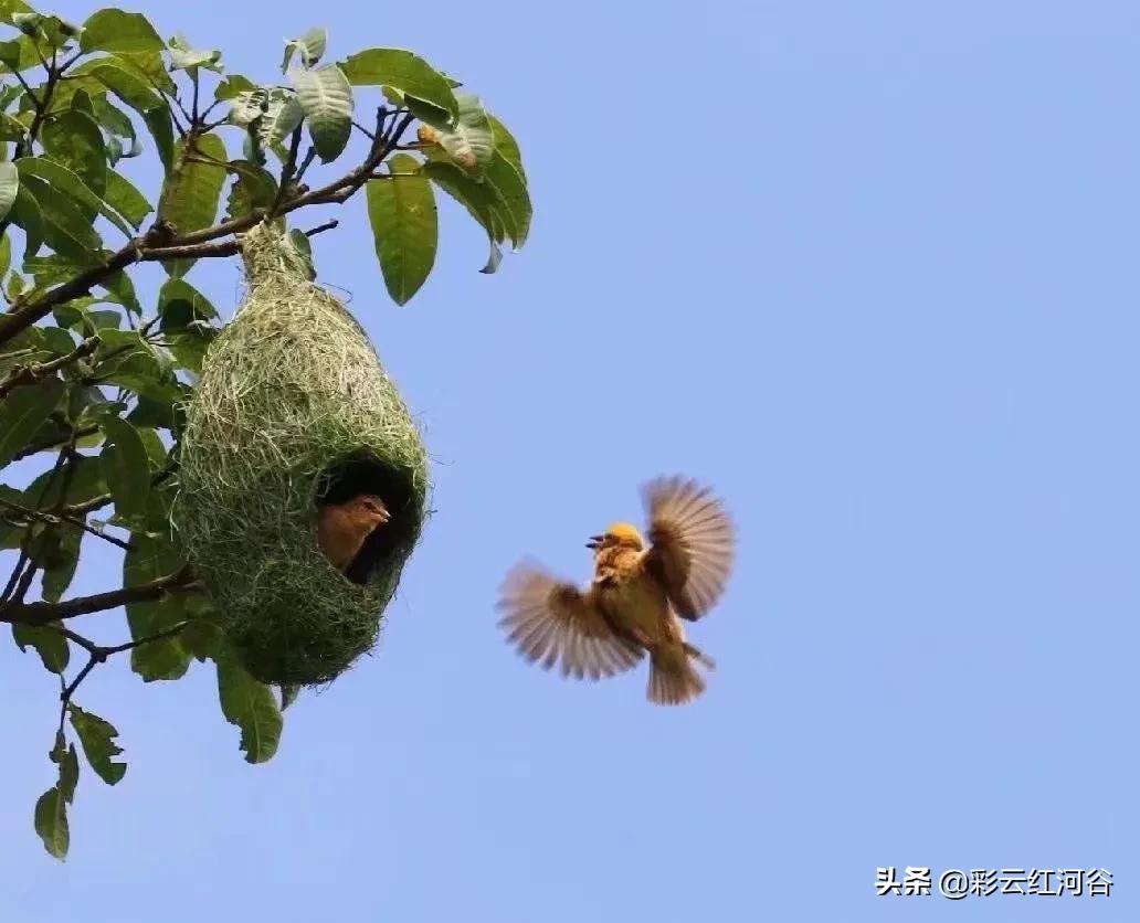 中国云南哪里好看,云南的云彩为什么好看