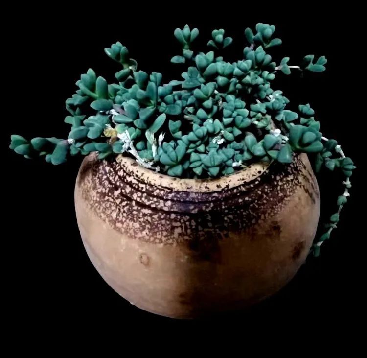 一盆仙人掌和一盆月季的故事,一个多肉的故事