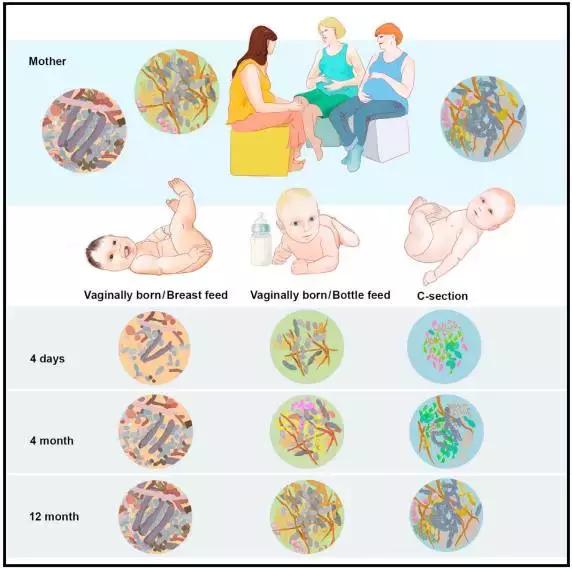 母婴健康系统有哪些,母婴生长发育