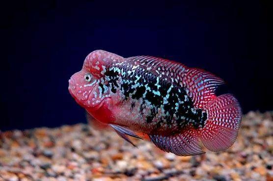 罗汉鱼苗是不是罗汉鱼,罗汉鱼苗需要什么样的水质