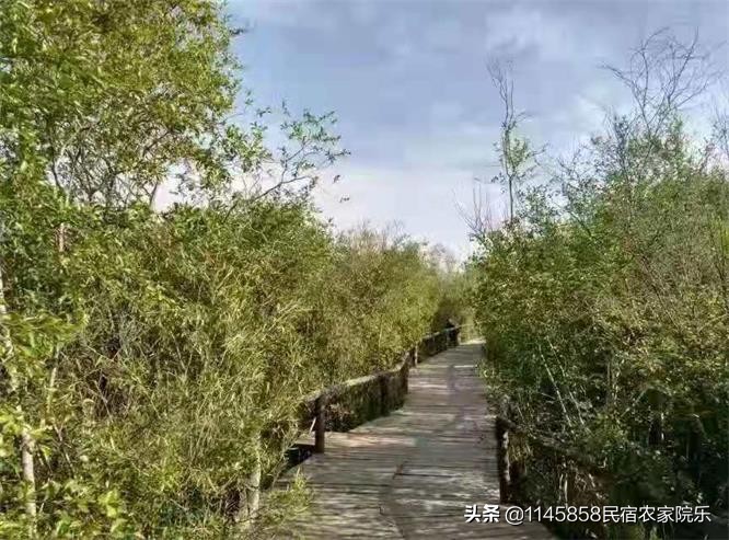 赤峰草原明珠酒店烤全羊,达尔罕草原烤全羊