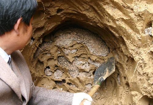 乌灵参为什么只有白蚁巢穴里边有,乌灵参堪比黄金