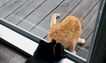 猫圈一定是魔咒吗,猫圈玄学黑猫