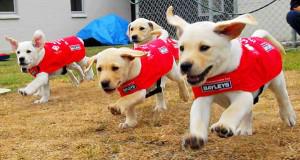 导盲犬没有勋章视频,可以当导盲犬的有哪几种狗狗